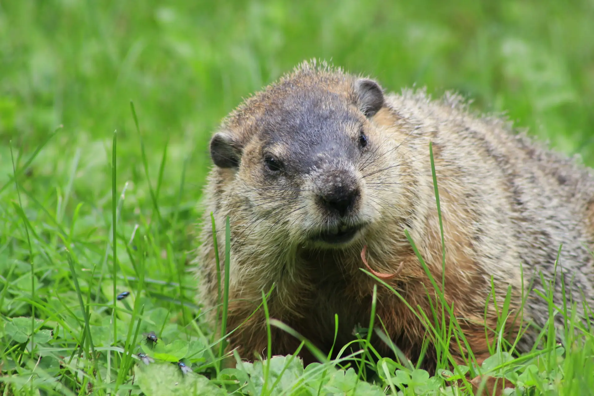 Groundhog Removal