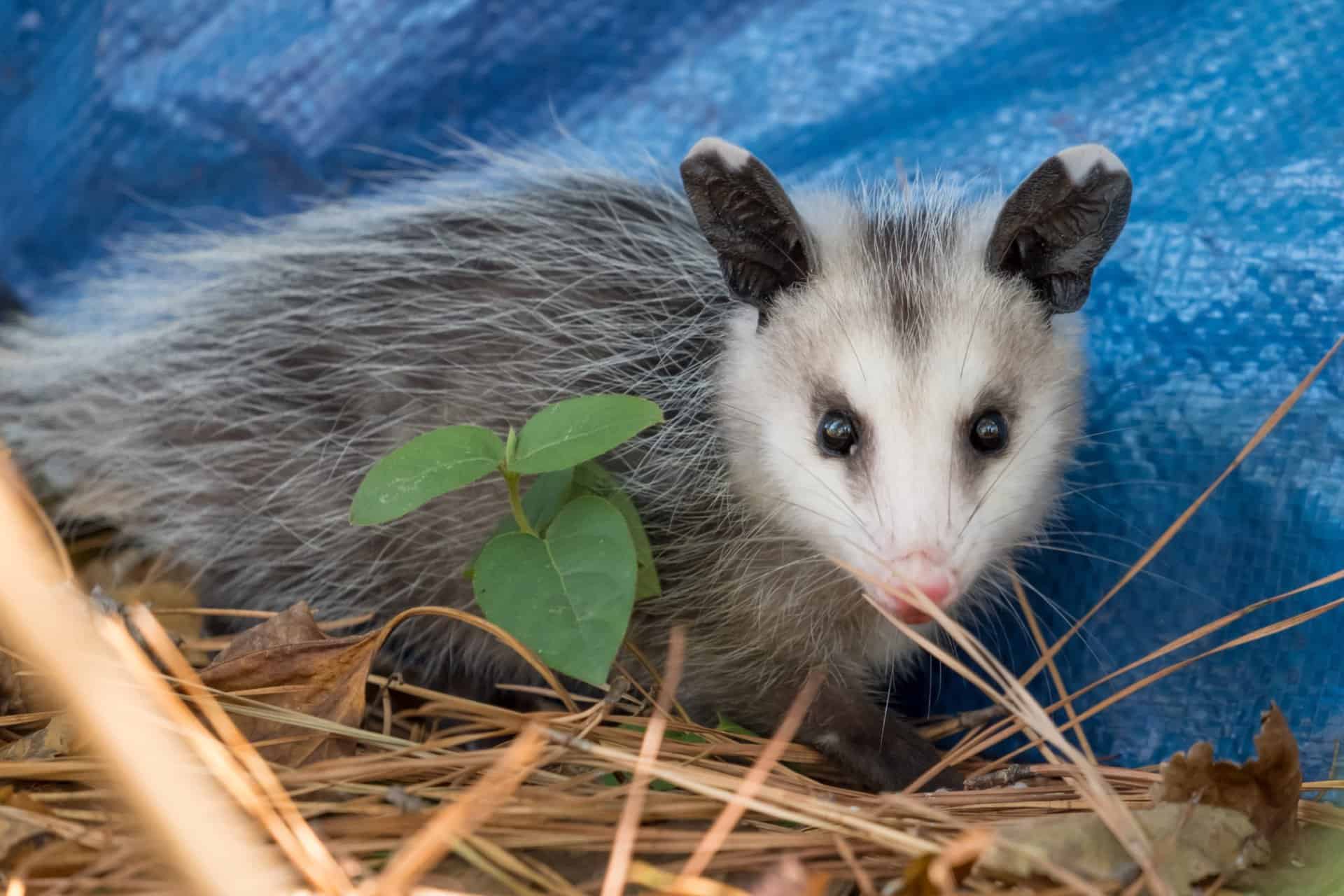 opossum removal