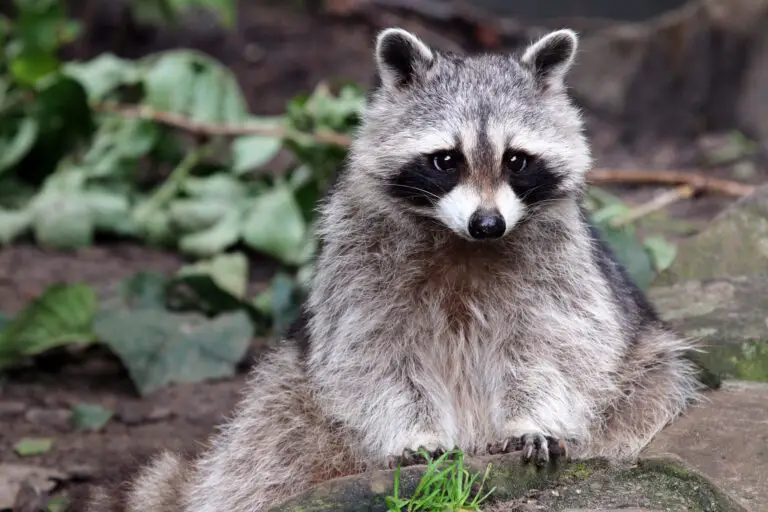 Raccoon Removal