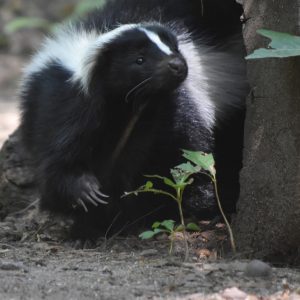 A skunk stands in the dirt near a tree, showcasing its distinctive black and white fur in a natural setting.