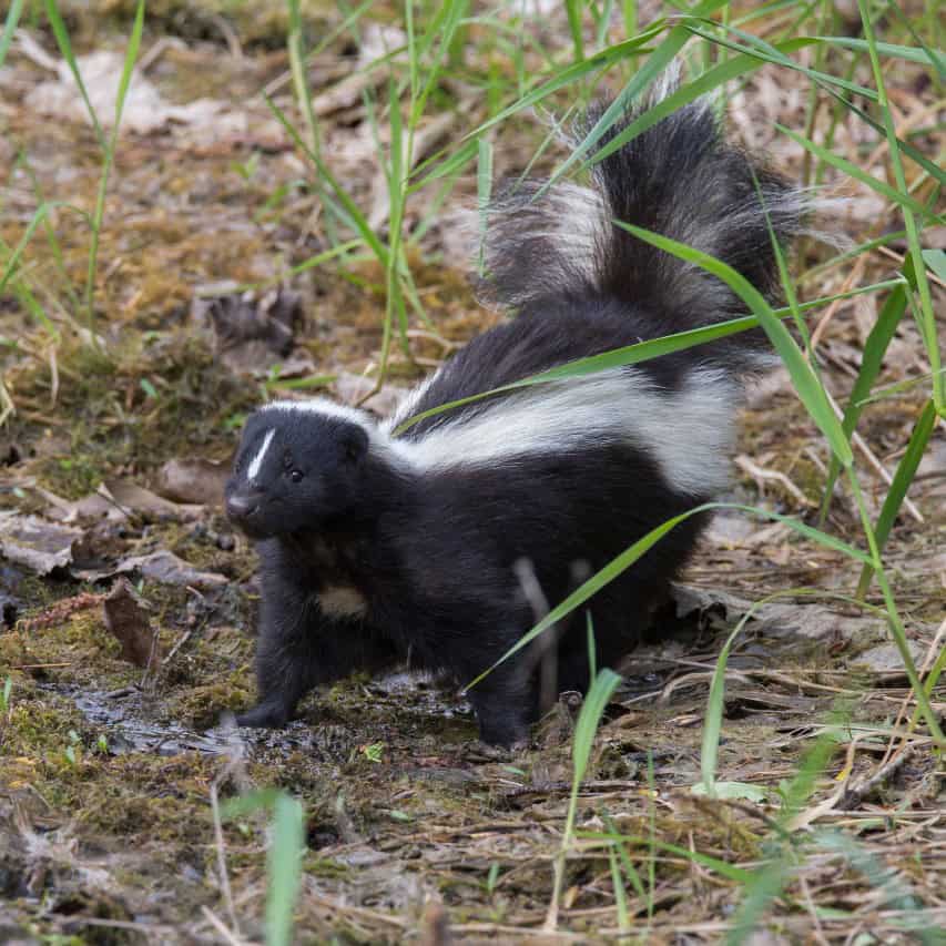 skunk