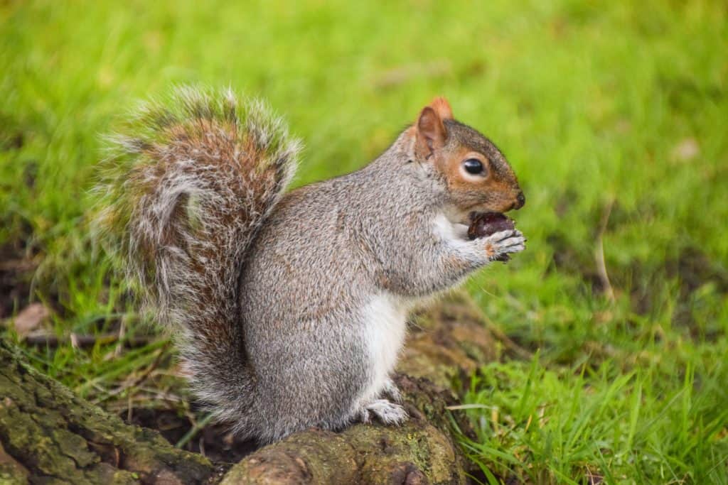 squirrel eating a nut