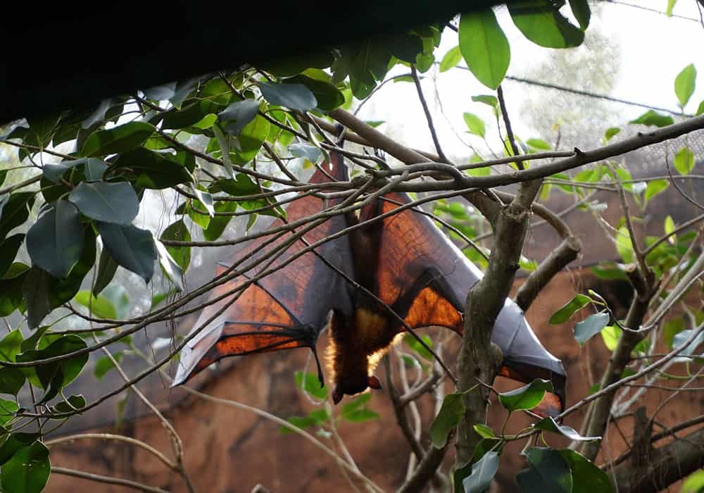 Bat hanging in a tree - Top Flight Wildlife - Bat Removal