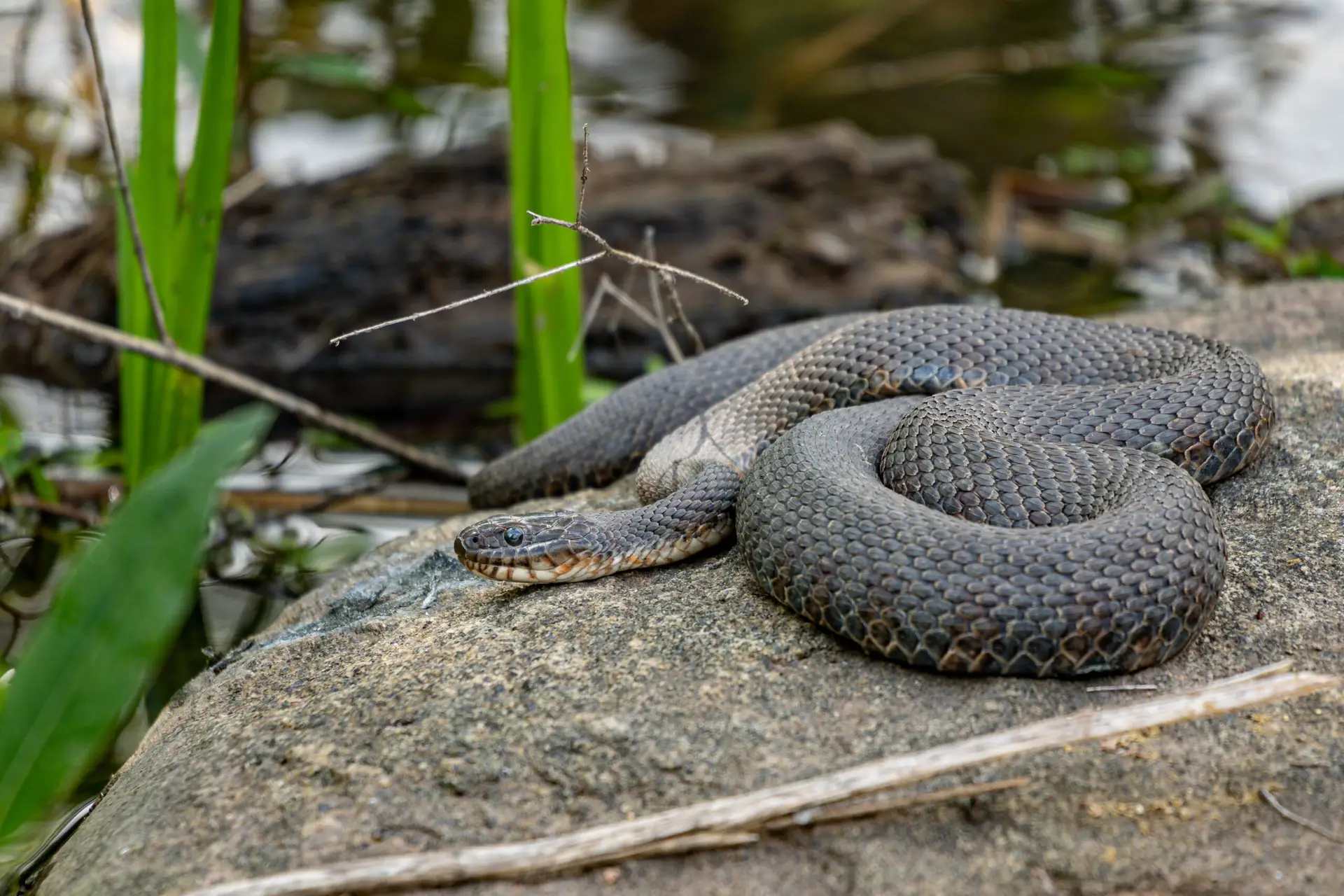 snake removal