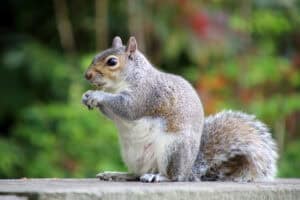 Eastern Gray Squirrel - Top Flight Wildlife - humane squirrel removal