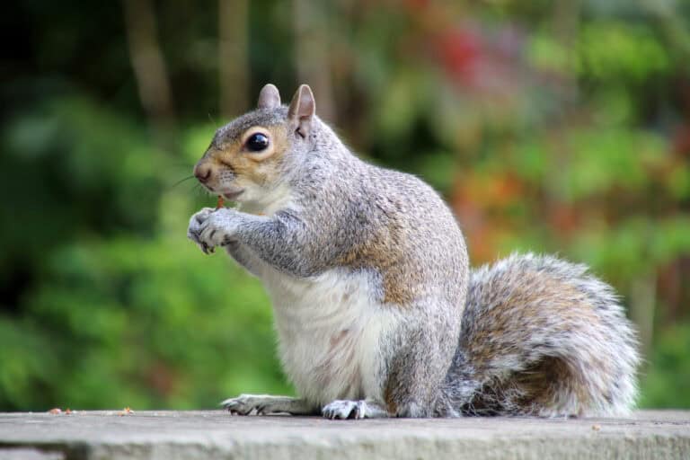 Squirrel Removal