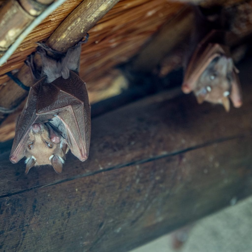 Bats in Attic