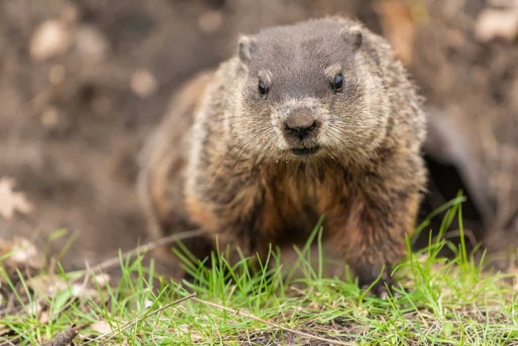 groundhog removal