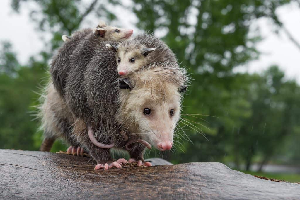 opossum