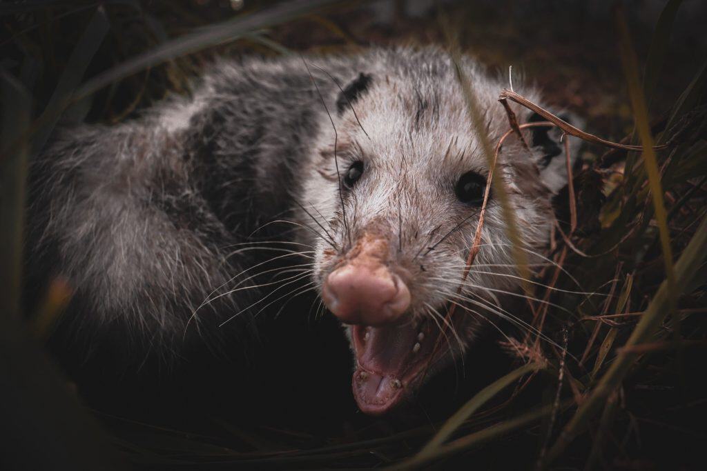 opossum