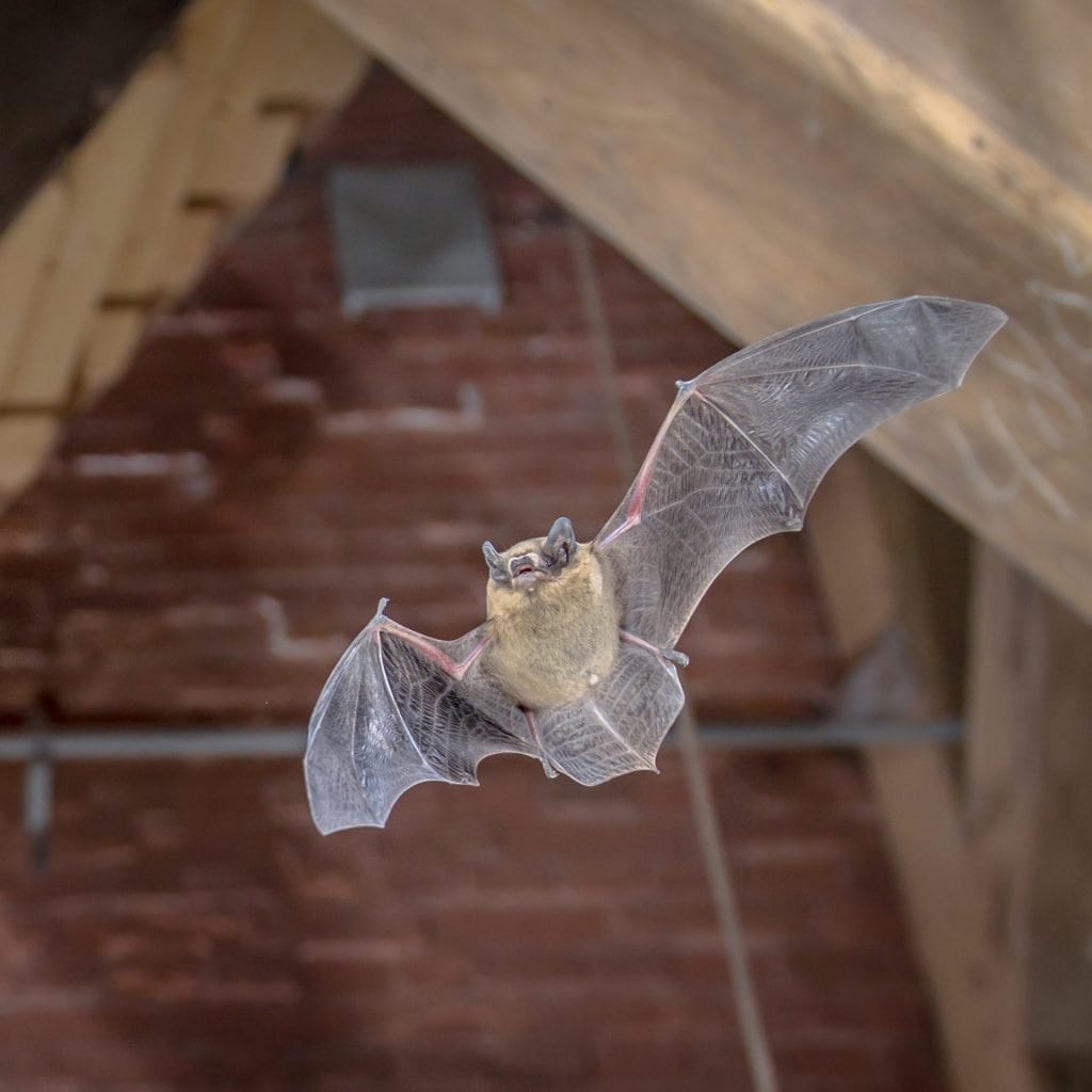 bat flying in attic