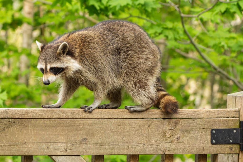 raccoon walking on wooden railing