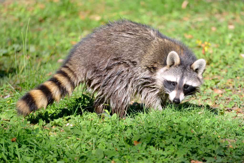 raccoon