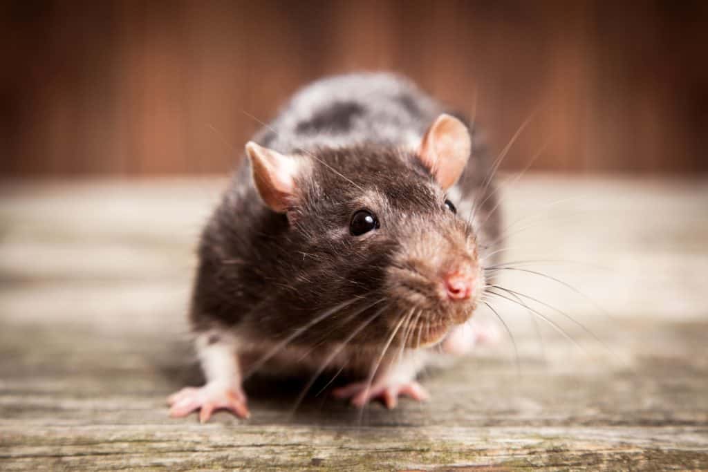 rat