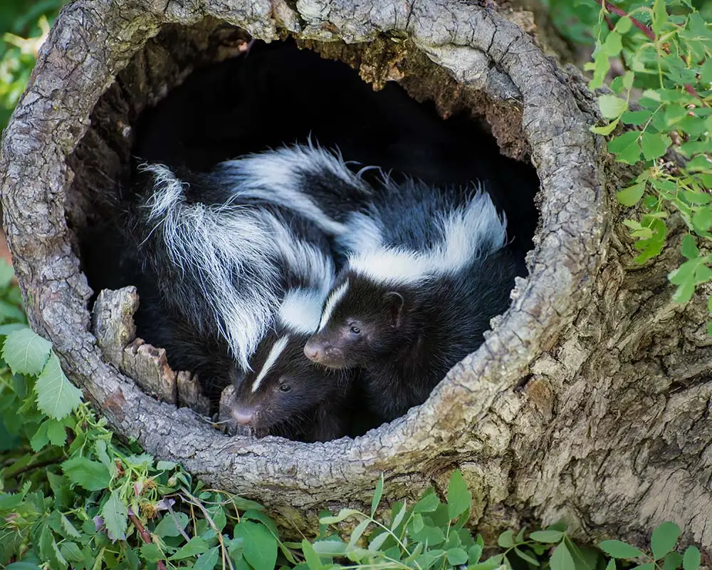 Skunk Removal