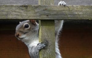 Squirrel in a wooden post - Top Flight Wildlife - squirrel removal near me