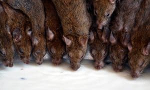 rodent control