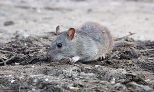 rodent control near me