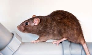 rodent control knoxville tn