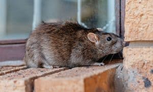 best rodent control tennessee