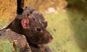 rodent control tennessee cost