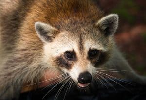 A raccoon staring and ready to attack. Top Flight Wildlife - raccoon removal knoxville