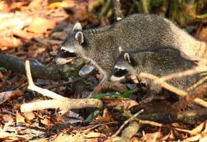 A pair of raccoons strolling through a wooded area. - Top Flight Wildlife - raccoon removal tennessee cost