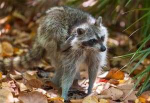 A raccoon standing upright on its hind legs, looking curiously at its surroundings. - Top Flight Wildlife - raccoon removal