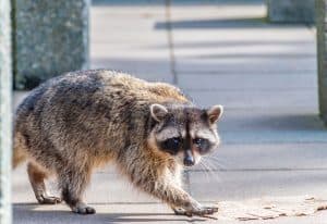 A raccoon walking along a sidewalk. - TopFlight Wildlife - cheap raccoon removal tennessee
