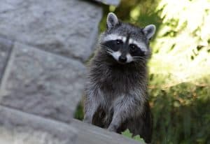 A raccoon stands on a ledge, looking curiously at its surroundings. - TopFlight Wildlife - raccoon removal near me
