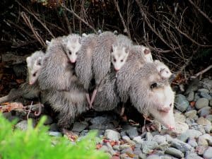 A mother Opossum and her babies, move across a rocky surface. - Top Flight Wildlife