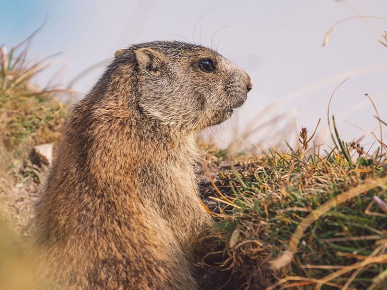A marmot, also known as a groundhog, perched on a grassy hill, surveying its surroundings under a clear blue sky. - Top Flight Wildlife - groundhog removal Knoxville TN