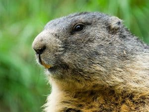 A close-up of a groundhog gazing to the side, showcasing its fur and facial features in detail. - Top Flight Wildlife - groundhog removal near me