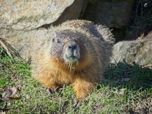 A groundhog stands upright in a patch of green grass, looking around in its natural habitat. - Top Flight Wildlife - best groundhog control knoxville tn
