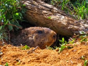 A groundhog standing among trees in a wooded area, surrounded by greenery and natural foliage. - Top Flight Wildlife - best groundhog removal price Knoxville