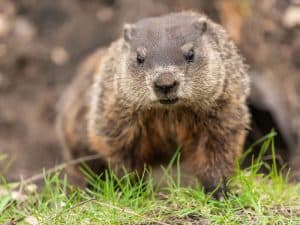 A groundhog walking in the grass. - Top Flight Wildlife - groundhog removal near me