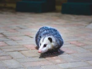 opossum removal knoxville tn