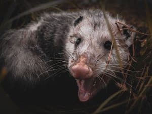 opossum removal near me
