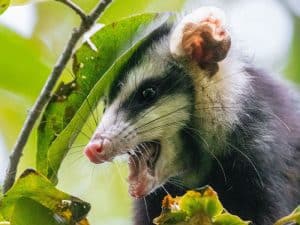 opossum removal cost