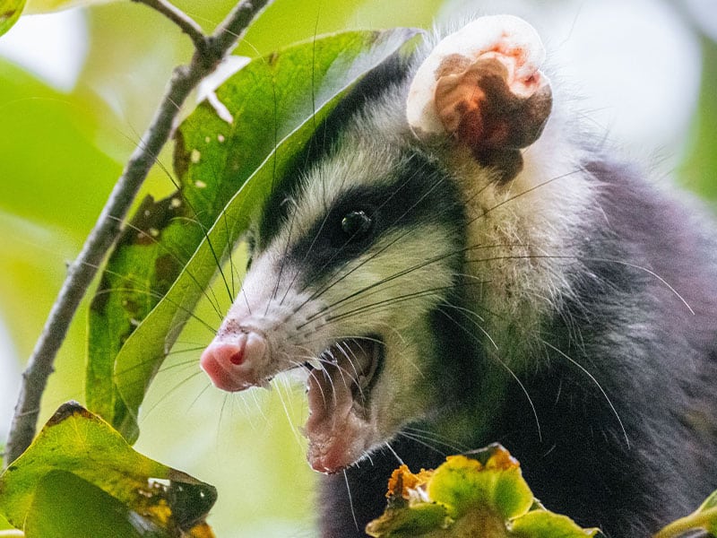 opossum removal cost