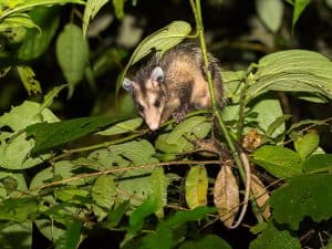 wildlife removal tennessee