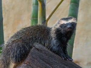 A skunk stands atop a log, showcasing its distinctive black and white fur in a natural outdoor setting. - Top Flight Wildlife - skunk removal tennessee cost