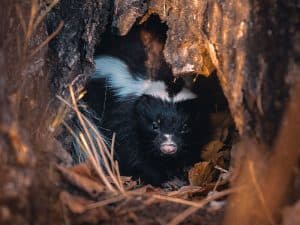 A skunk peeks out from a hollow tree, partially hidden among the bark and foliage surrounding its refuge. - Top Flight Wildlife - skunk removal