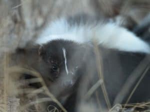 A skunk is partially hidden among the tall grass, blending into its natural environment. - Top Flight Wildlife - Knoxville skunk removal