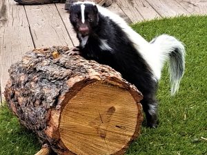 A skunk perched on a log, showcasing its distinctive black and white fur in a natural setting. - Top Flight Wildlife - skunk removal near me