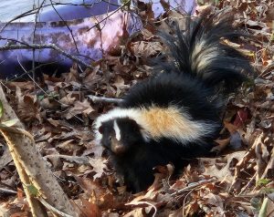 A striped skunk forages among colorful autumn leaves in a natural setting. - Top Flight Wildlife